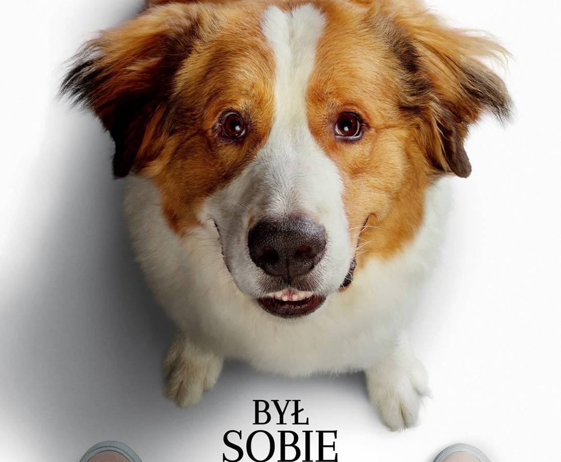 BNP PARIBAS Kino Letnie Sopot-Zakopane w Sopocie: Był sobie pies 2