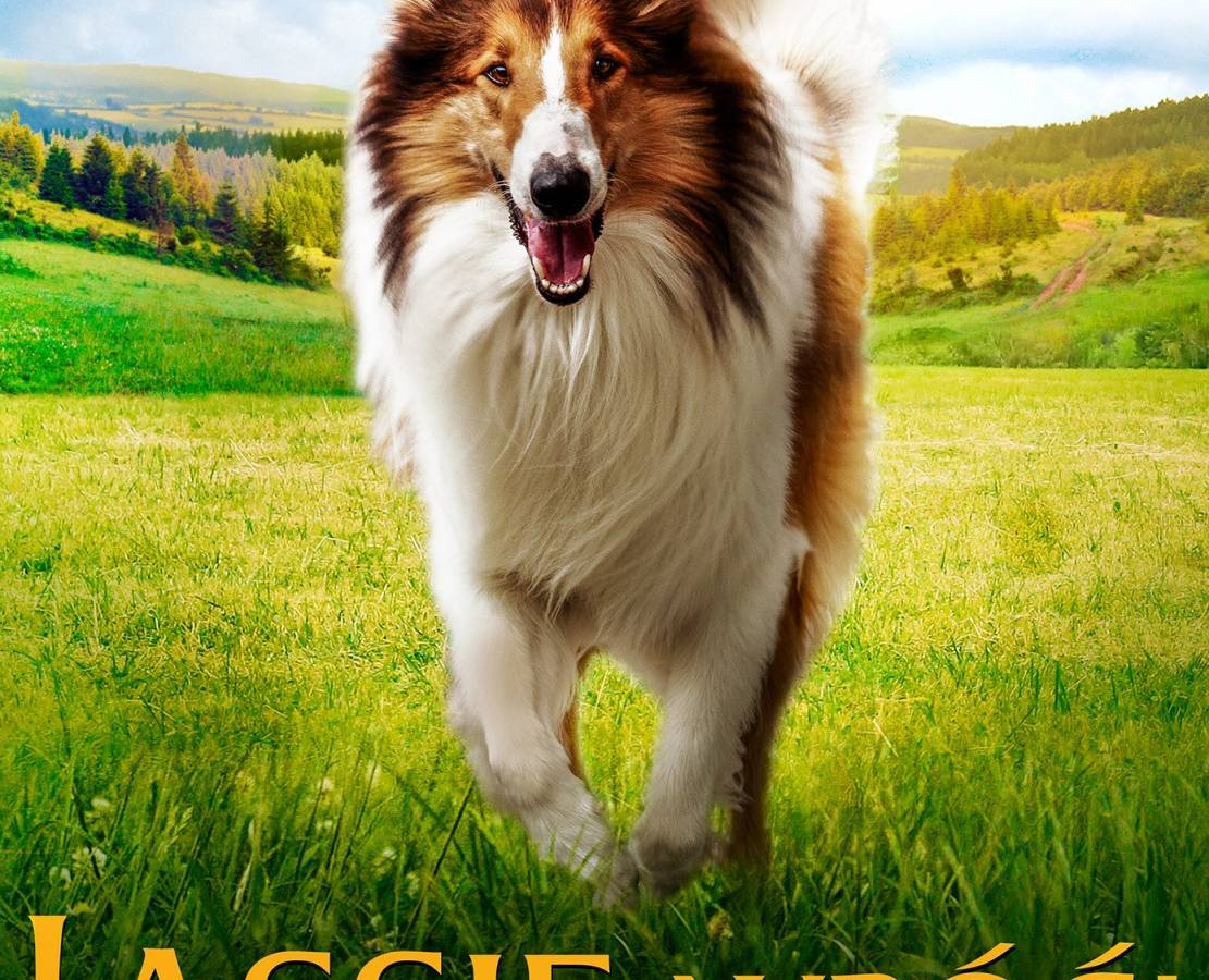 BNP PARIBAS Kino Letnie Sopot-Zakopane w Zakopanem: Lessie, wróć!