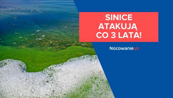 Sinice atakują co 3 lata! Dowiedz się więcej