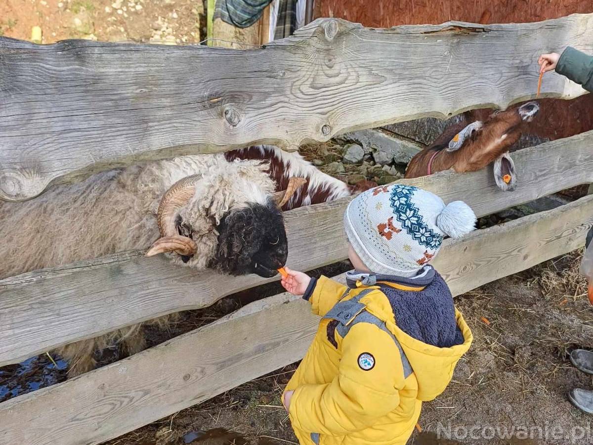  🦃🐁🐴🐕Agroturystyka ze zwierzętami 🐷🐇🐓🦆