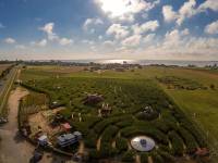 Labirynt w polu kukurydzy i autobus do góry kołami