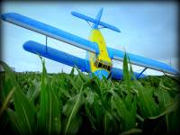 Labirynt w polu kukurydzy i autobus do góry kołami