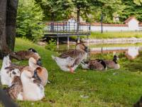 Park miejski w Andrychowie