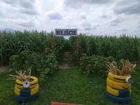 Labirynt w polu kukurydzy we Włodawie