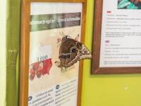 Motylarnia Zakopane