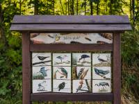 Edukacyjna ścieżka przyrodnicza - Leśne cuda