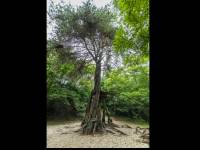 Sosna na szczudłach koło Wełcza