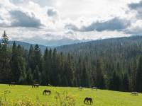 Górski Ośrodek Jeździecki