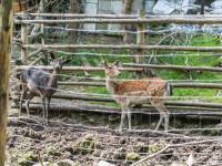 Park Czarnego Daniela
