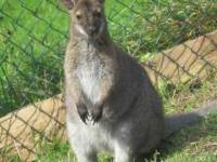 Mazurskie Mini Zoo w Kąpie