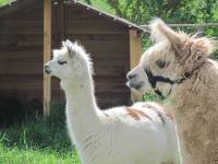 Mazurskie Mini Zoo w Kąpie