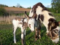 Mazurskie Mini Zoo w Kąpie