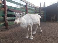 Mazurskie Mini Zoo w Kąpie