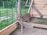 Mazurskie Mini Zoo w Kąpie