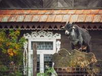 Ziołowy Zakątek w Korycinach