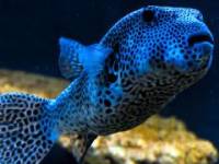 Oceanarium w Kołobrzegu