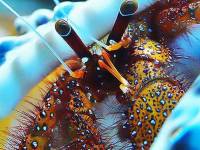 Oceanarium w Kołobrzegu