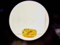 Muzeum Bursztynu w Wielkim Młynie w Gdańsku