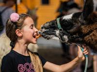 Costerina Park – Rodzinne Centrum Rozrywki