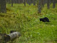 Rezerwat przyrody Bór na Czerwonem