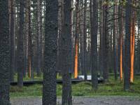 Rezerwat przyrody Bór na Czerwonem