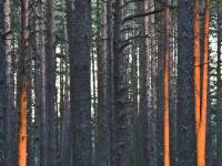 Rezerwat przyrody Bór na Czerwonem