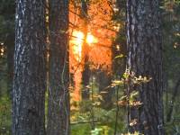 Rezerwat przyrody Bór na Czerwonem