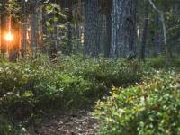 Rezerwat przyrody Bór na Czerwonem