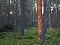 Rezerwat przyrody Bór na Czerwonem