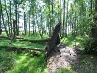 Ścieżka Przyrodnicza Rąbka