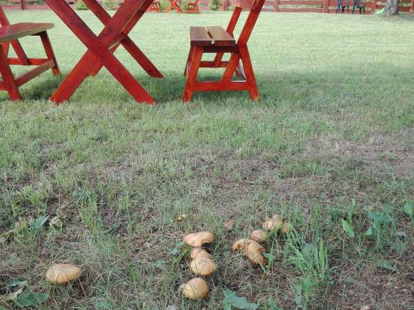 Na grzyby nie trzeba chodzić do lasu, rosną na działce