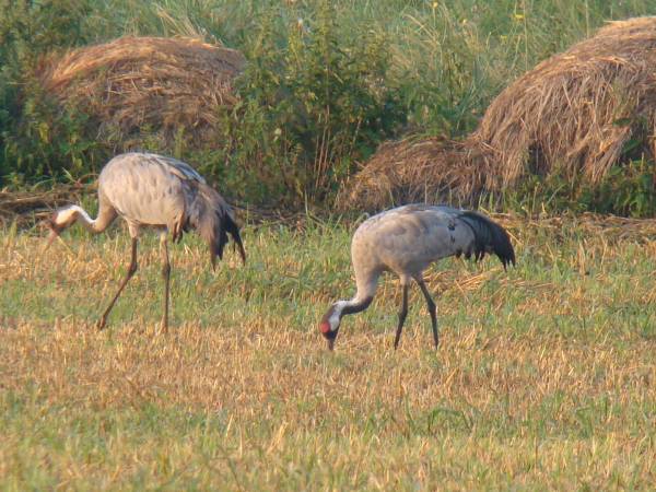 ZURAWIE NA POBLISKIEJ ŁĄCE
