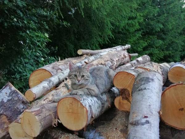 Chata Lidia - kontakt telefoniczny