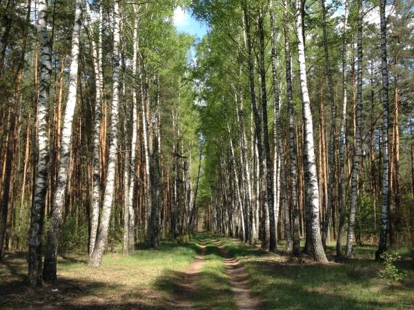 DROGA LEŚNA NA PLAŻĘ