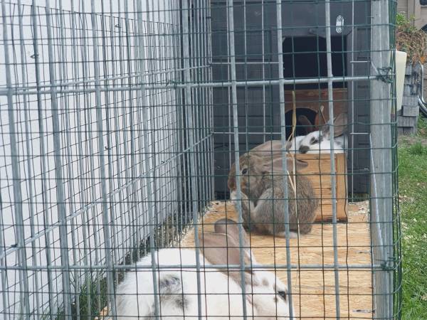 Villa Łeba Pokoje & Apartamenty