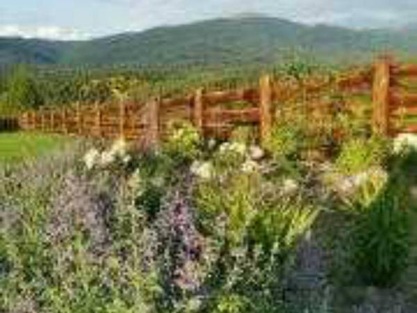 kocimietka i chortensje