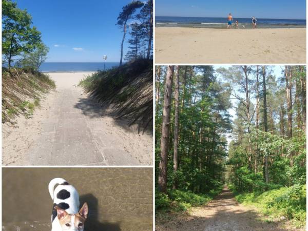 akceptujemy zwierzęta 