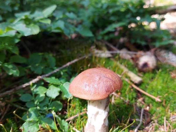 Las przy Domu nad Doliną