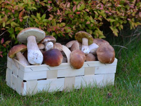 Grzybobranie Lobeliowy Port