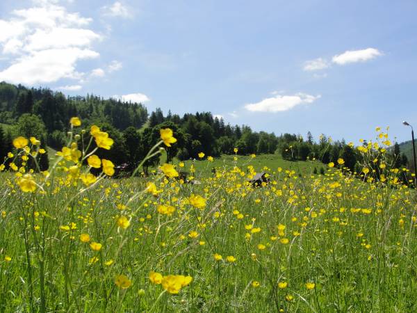 Willa Bieńkula przy gondoli