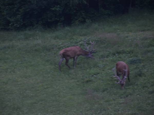 Apartamenty i pokoje Pod Modrzewiem 