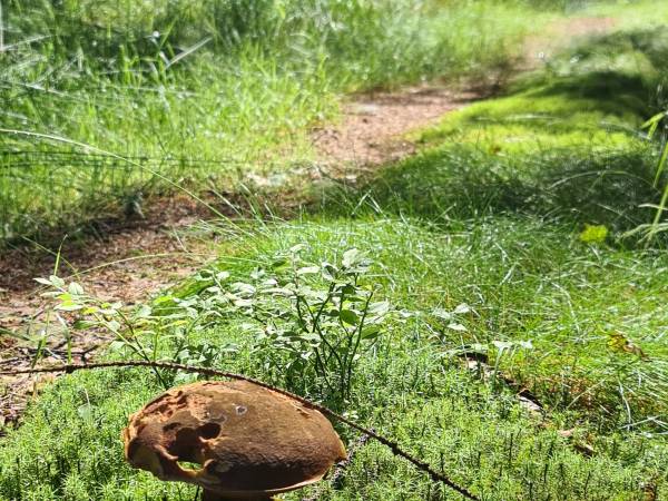 PARK NARODOWY GÓR STOŁOWYCH- GRZYBOBRANIE