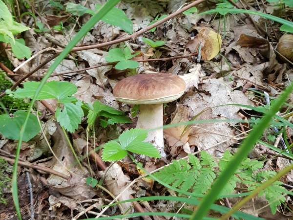 "U Gawła" Całoroczny domek wypoczynkowy