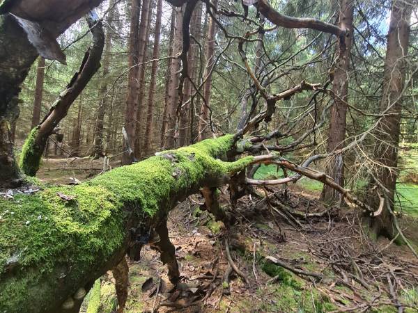 WIELKIE TORFOWISKA BATOROWSKIE