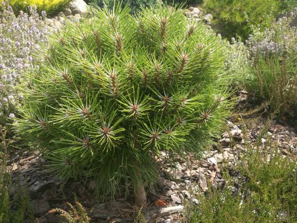 Dom Wczasowy Pięciu Pomostów i Nad Drawskim