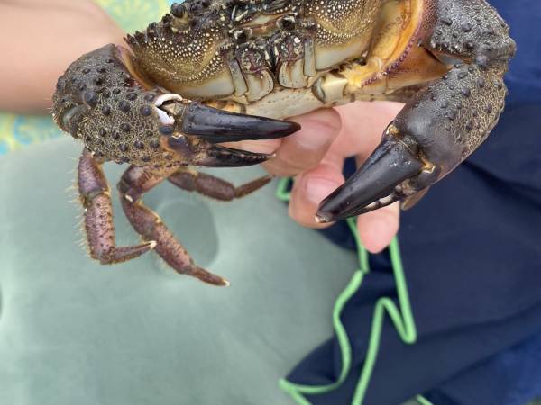 Apartament w Sosnowym Lesie