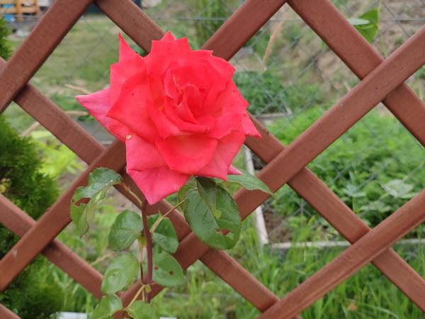 Domki u Pana Zielonki