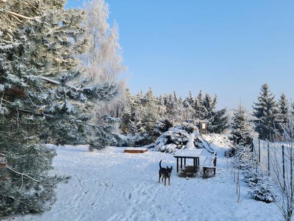 na działce zimą
