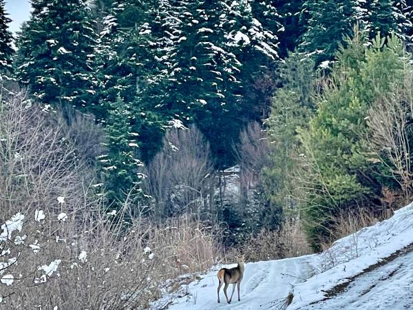Domki przy lesie 300m od jeziora