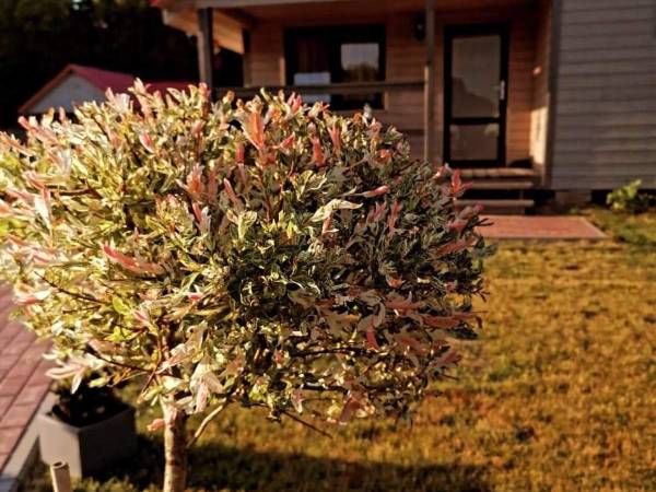 Domki Zacisze za lasem